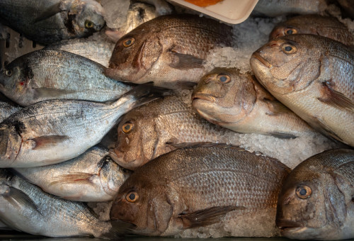 דגים (צילום: חיים גולדברג פלאש 90)