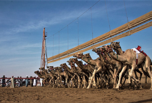 מרוץ גמלים בקטאר (צילום: ויקיפדיה)