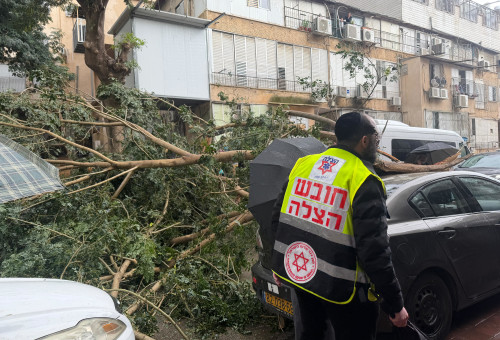 עץ קרס בבני ברק (צילום: תיעוד מבצעי מד"א)