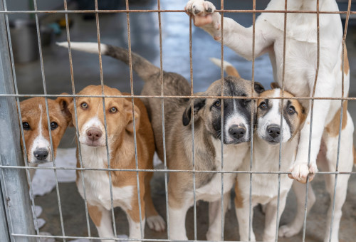 כלבים הממתינים לאימוץ בבית המחסה של העמותה בכפר רות (צילום: באדיבות "תנו לחיות לחיות")