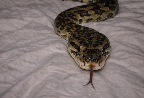 פיתון שטיחים (צילום: AI)