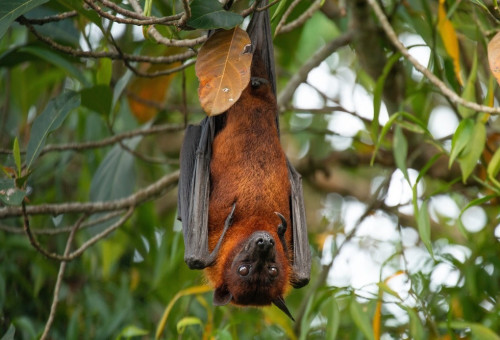 עטלפי פירות (צילום: שאטרסטוק)