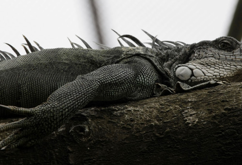 איגואנה ירוקה (צילום: רויטרס)