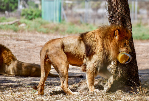 הספארי ברמת גן (צילום: אבשלום ששוני ופלאש 90)