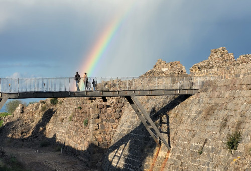 כוכב הירדן  (צילום: יובל מורן רשות הטבע והגנים)