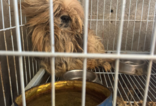 חילוץ כלבים מ"מטחנת גורים" בצפון (צילום: משרד החקלאות)