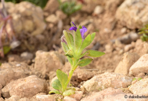 פומה פרסית, 2026 (צילום: שקד בחבוט, רשות הטבע והגנים)