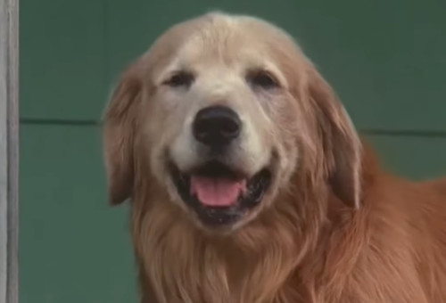 הכלב מהסרט (צילום: מתוך יוטיוב,דיסני)