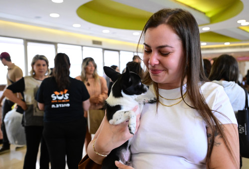 נתונים עצובים של עמותת SOS (צילום: אבשלום ששוני)