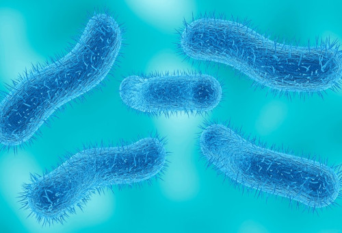 חיידק שיגלה. עמידות הולכת וגוברת (צילום: שאטרסטוק)