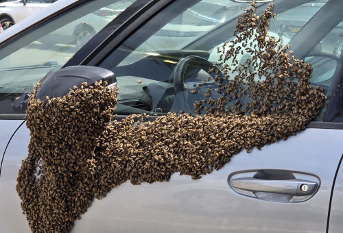 דבורים בנתיבות (צילום: רשתות חברתיות, שימוש לפי סעיף 27 א')