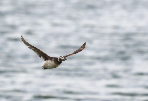 ברווז קרח במאגר קולחין (צילום: יהונתן מירב, החברה להגנת הטבע)
