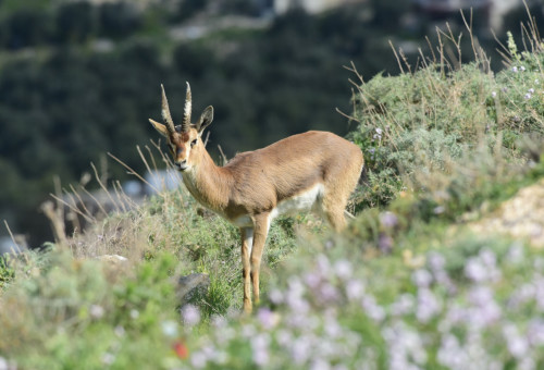 הטבע בשיאו, בהרודיון (צילום: טל רומנו)