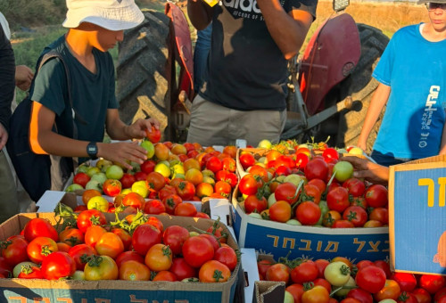 נערים מתנדבים בחקלאות (צילום:  "חיבורים בחקלאות")