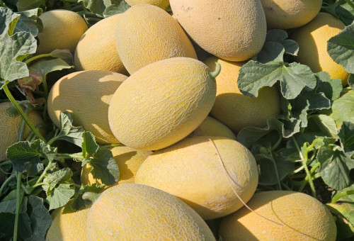 מלון צוקר (צילום: יחצ)