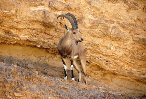יעל בנגב (צילום: דב גרינבלט, החברה להגנת הטבע)