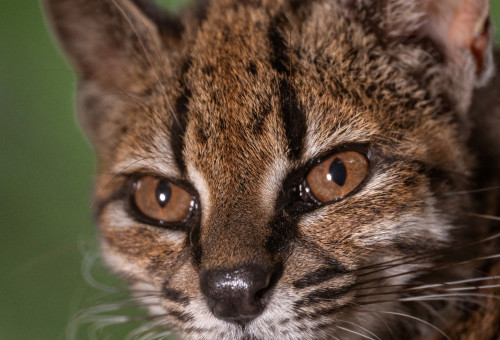 החתול החדש, Leopardus tilcayo (צילום: Fernando Faciole/National Geographic/Handout)