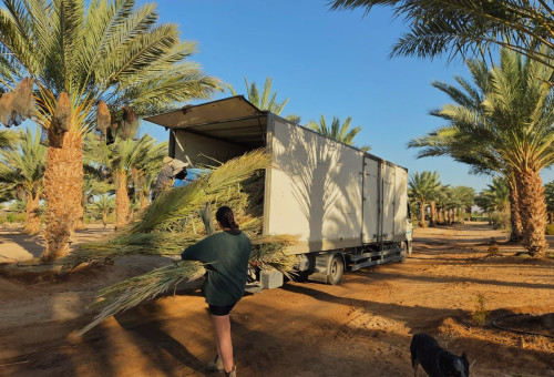 משלוח כפות תמרים  (צילום: הילה אלבז, הערבה התיכונה)