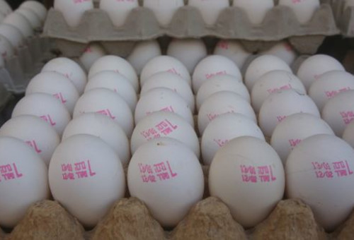 ביצים (צילום: מרק ישראל סלם)