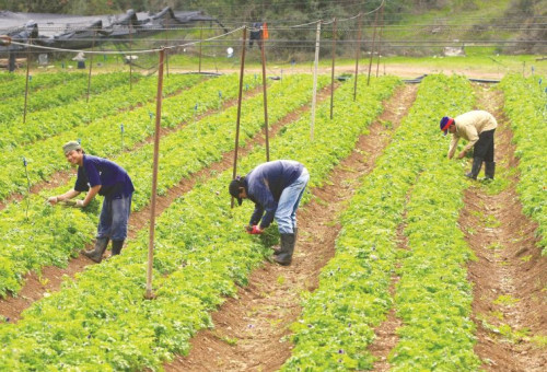 עובדים זרים בחקלאות (צילום: נתי שוחט, פלאש 90)