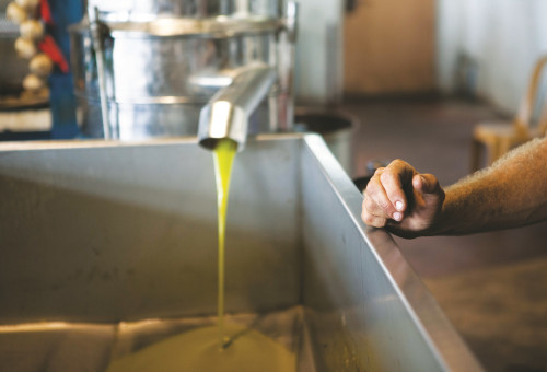 שמן זית (צילום: טליה אשוח סלומון)