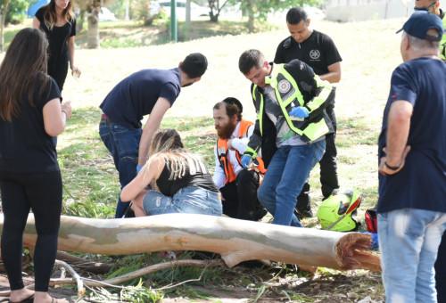 עץ נפל בפארק הירקון (צילום: קובי ריכטר/TPS)
