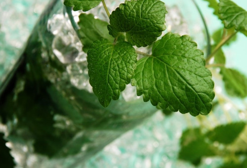 קוקטיילים (צילום: freeimages)