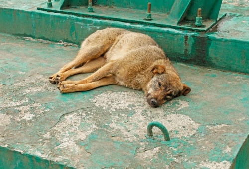 התעללות בכלבים  (צילום: אינגאימג)