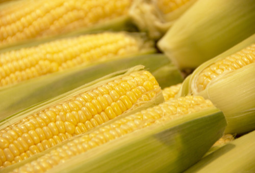 תירס (צילום: אינגאימג')