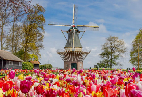 פארק Keukenhof בהולנד (צילום: צילום מסך אינסטגרם)