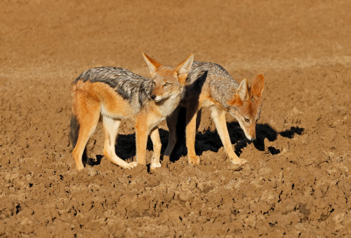 תנים. סכנת כלבת (צילום: Canis mesomelas, Mokala National Park, South Africa)