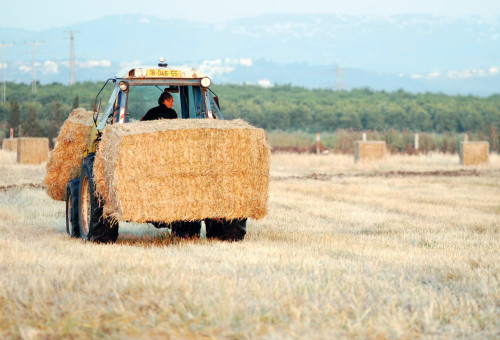 חציר טרקטור (צילום: גילי יערי, פלאש 90)