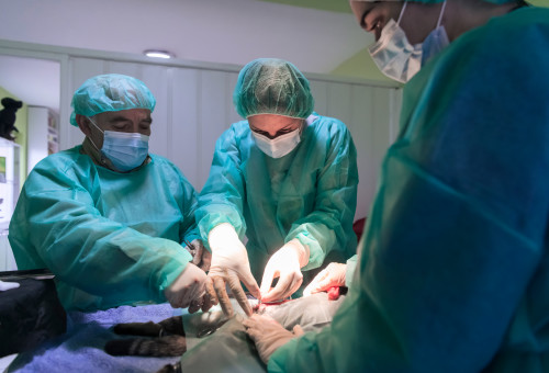 השתלת איברים, אילוסטרציה (צילום: אינגאימג')