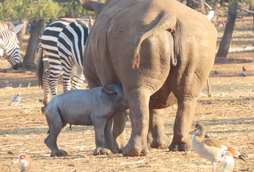 הקרנפה ריהאנה והגור החדש בספארי (צילום: באדיבות הספארי - שירה ענבר דנין)