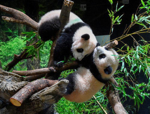 גן החיות בטוקיו חשף לראשונה שני גורי פנדה שנולדו ביוני האחרון(צילום: Zoological Park Society/Handout via REUTERS)