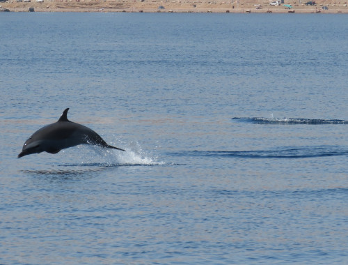 דולפינים מסוג סטנלה ברודה וארוכת חרטום(צילום: עמרי עומסי, רשות הטבע והגנים)