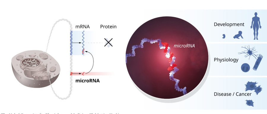השפעות ה-mRNA על הגוף. בקרת מחלות והתפתחות (צילום: איור: מכון קרולינסקה)