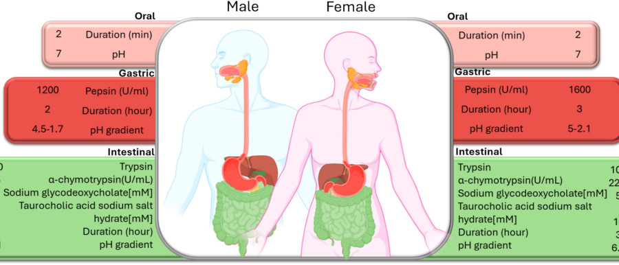 הצגה סכמטית של משתנים הקשורים בעיכול במודלים שנבנו במעבדת לזמס