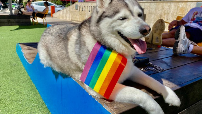 כלב במצעד הגאווה (צילום: אבשלום ששוני)