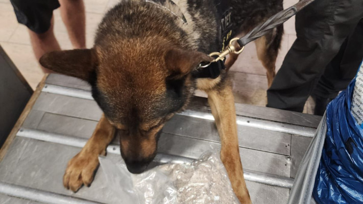 סוכל ניסיון הברחת סמים בנתב''ג, יחידת הכלבנים