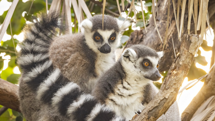 מקלט הקופים ביער בן שמן