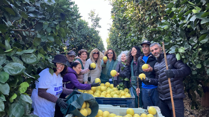 מתנדבים בקטיף