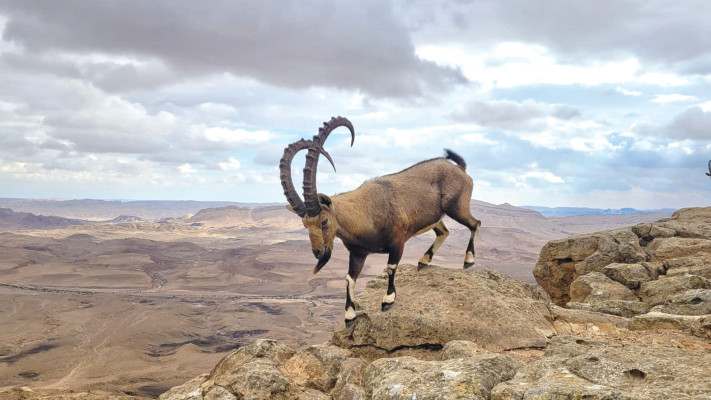יעל במכתש רמון