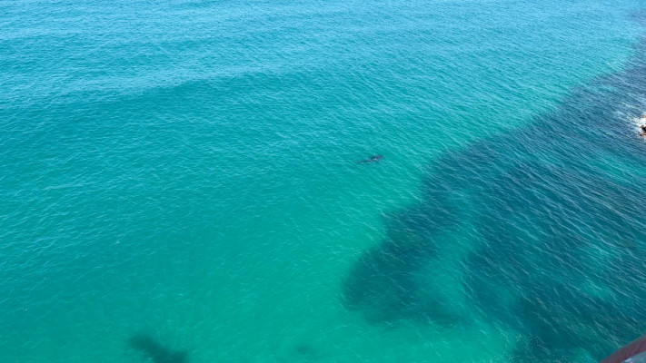 הדג הגדול בעולם בחופי נתניה