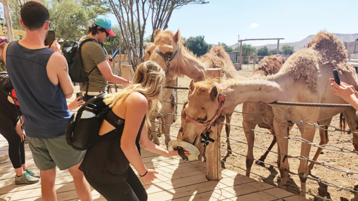 פסטיבל נוודי המדבר בפארק הנוקדים