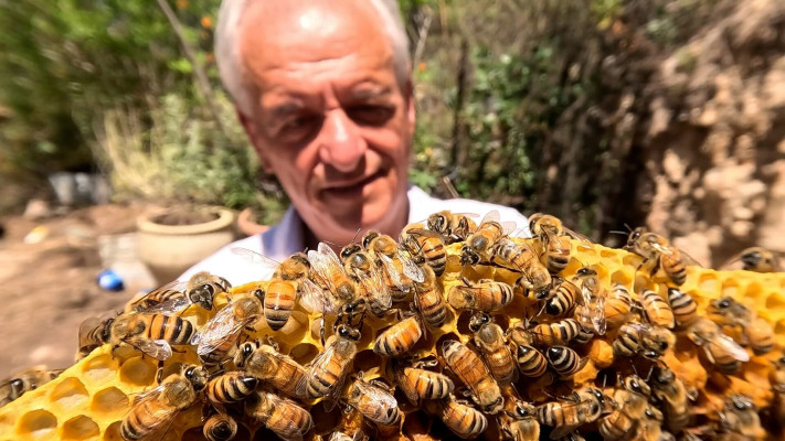 דבורים למעןשלום