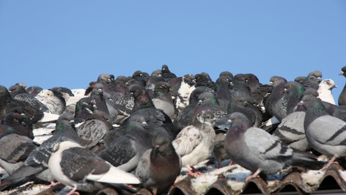 יונים - מחרבנות על הרכב שלכם? יש לזה סיבה