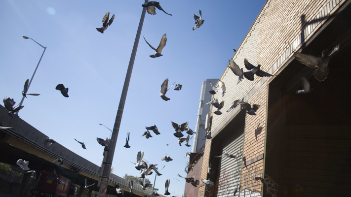 יונים - כדאי שתרכשו רכב בהיר