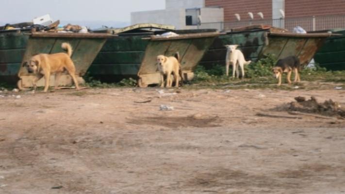 כלבים משוטטים