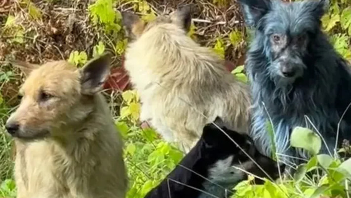 הכלבים בצ׳רנוביל - קיבלו צבע חדש לאור המחייה באזור